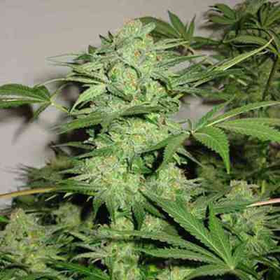 Northern Light Special Samen > KC Brains | Feminisierte Hanfsamen  |  Indica