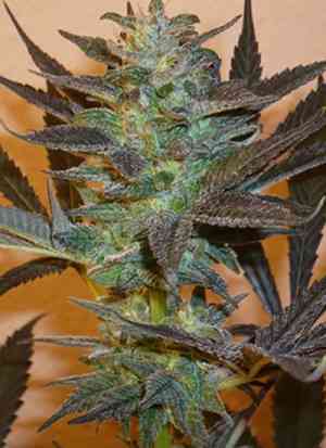 KC 48 Auto Samen > KC Brains | Autoflowering Hanfsamen  |  Hybrid