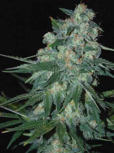 Ketama Xaoen > World of Seeds | Cannabis seeds recommendations  |  TOP 10 Outdoor Strains