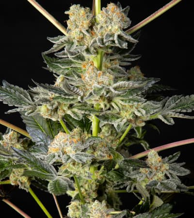 Key Lime Pie x Do-Si-Dos > Philosopher Seeds | Feminisierte Hanfsamen  |  Indica