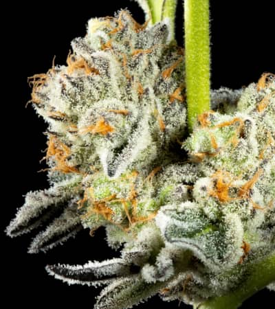 Key Lime Pie x Do-Si-Dos > Philosopher Seeds | Feminisierte Hanfsamen  |  Indica
