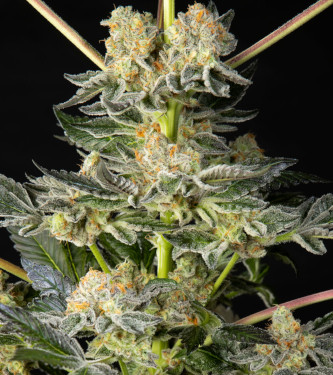 Key Lime Pie x Do-Si-Dos > Philosopher Seeds | Feminized Marijuana   |  Indica