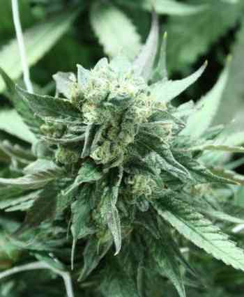 Khufu > The Devil\'s Harvest Seed Company | Reguläre Hanfsamen  |  Indica