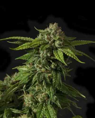 Khufu > The Devil\'s Harvest Seed Company | Semillas Regulares  |  Indica