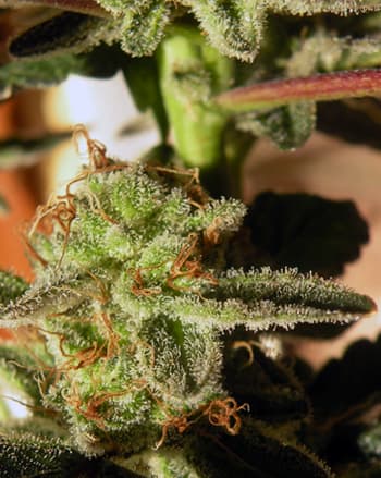 Kikiriki semilla > French Touch Seeds | Semillas Regulares  |  Sativa