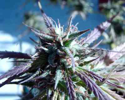 Kilimanjaro > World of Seeds | Feminized Marijuana   |  Sativa