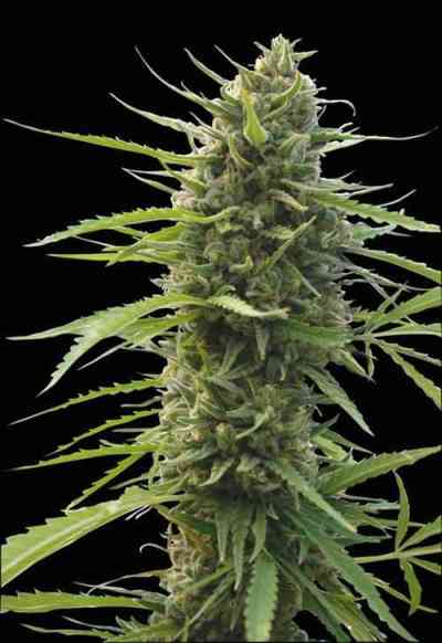 Kilimanjaro > World of Seeds | Feminisierte Hanfsamen  |  Sativa