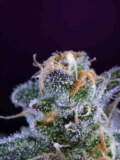 Killer Grape > TGA Subcool Seeds | Regular Marijuana   |  Hybrid