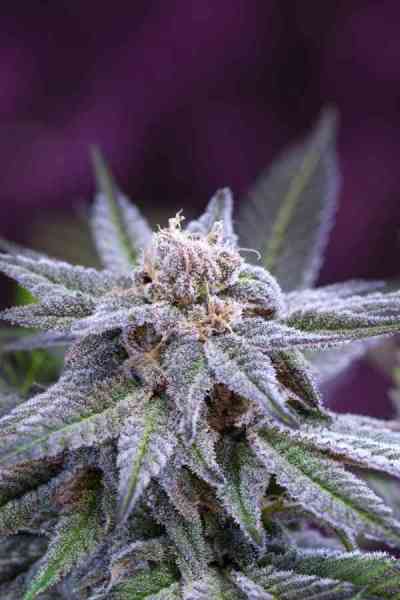 Killer Grape > TGA Subcool Seeds | Regular Marijuana   |  Hybrid