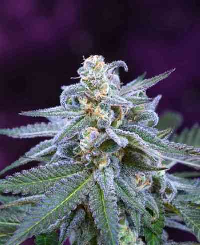 Killer Grape > TGA Subcool Seeds | Regular Marijuana   |  Hybrid