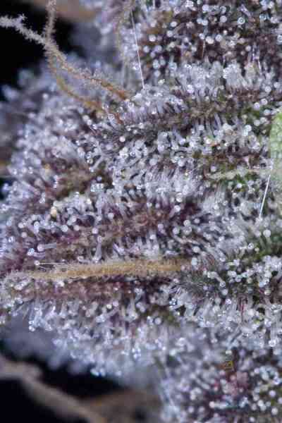 Killer Grape > TGA Subcool Seeds | Regular Cannabis   |  Hybrid