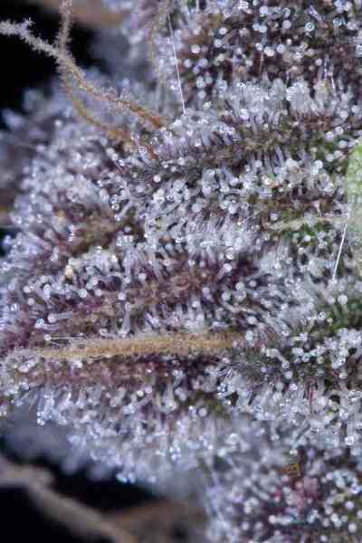 Killer Grape > TGA Subcool Seeds | Semillas Regulares  |  Híbrido