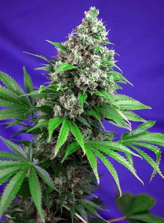 Killer Kush F1 Fast Version > Sweet Seeds | Graines Féminisées  |  Indica