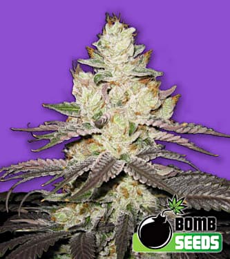 Killer Purps > Bomb Seeds | Semillas feminizadas  |  Sativa