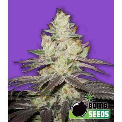 Killer Purps > Bomb Seeds | Feminized Marijuana   |  Sativa