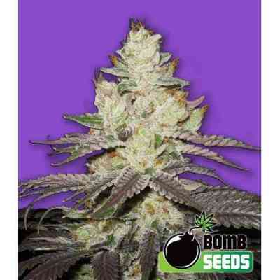 Killer Purps > Bomb Seeds | Feminisierte Hanfsamen  |  Sativa