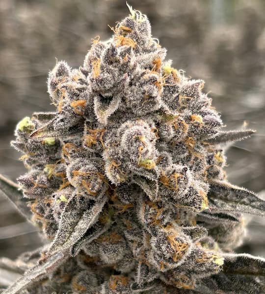 Kilombo Seed > Bask Triangle Farms | Feminized Cannabis   |  Indica