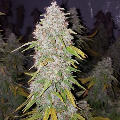 King Louis Garcia Seed > Growers Choice | Feminized Cannabis   |  Indica