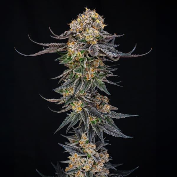 King of Kings Seed > Silent Seeds | Feminized Cannabis   |  Hybrid
