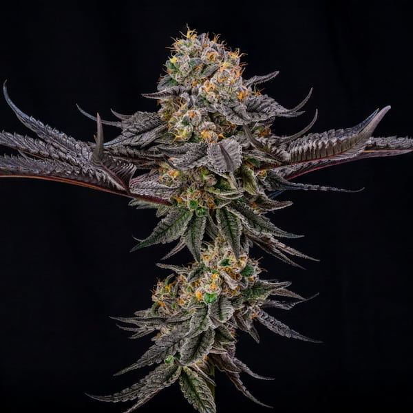King of Kings Seed > Silent Seeds | Feminized Cannabis   |  Hybrid