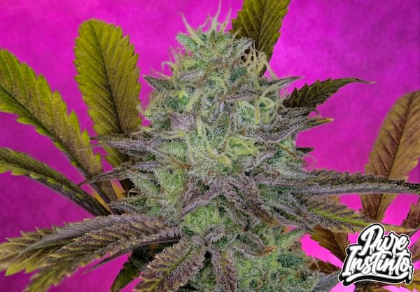 King’s Banner Seed > Pure Instinto | Feminized Cannabis   |  Hybrid