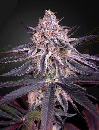 King's Juice > Green House Seed Company