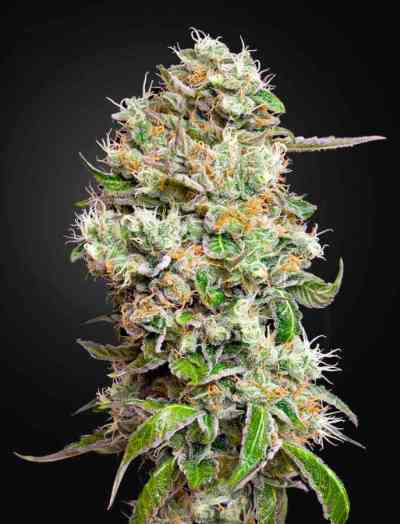 King\'s Kush Automatic CBD > Green House Seed Company | Semillas autoflorecientes  |  Híbrido