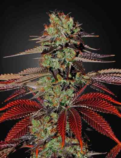 King\'s Kush Automatic > Green House Seed Company | Graines Autofloraison  |  Hybride