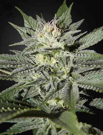 King\'s Kush CBD > Green House Seed Company | Semillas feminizadas  |  Índica