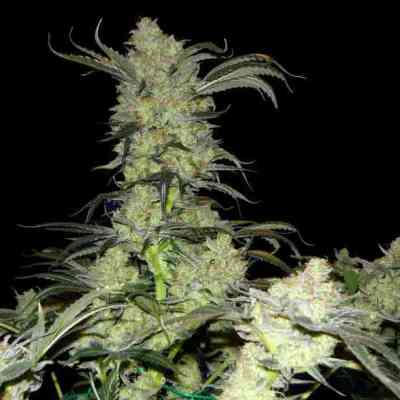 King\'s Kush > Green House Seed Company | Semillas feminizadas  |  Índica