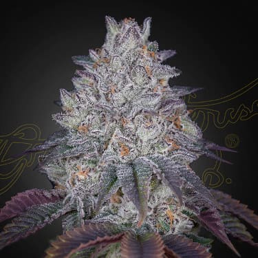 King\'s Tart > Green House Seed Company | Graines Féminisées  |  Indica