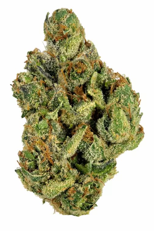Klementine Seed > R-Kiem Seeds | Regular Cannabis   |  Sativa