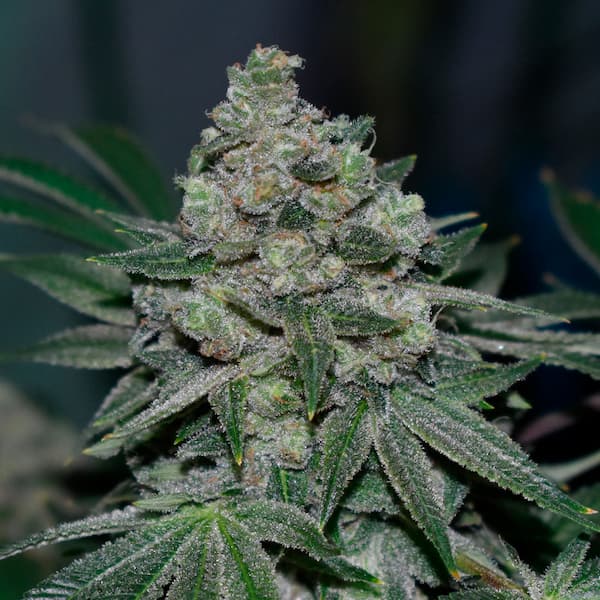 Klementine Seed > R-Kiem Seeds | Regular Cannabis   |  Sativa