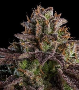 Kmintz > Ripper Seeds | Feminisierte Hanfsamen  |  Indica