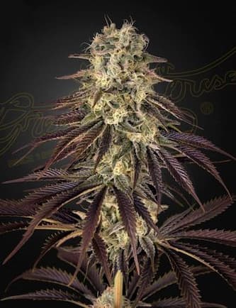 Kong\'s Krush > Green House Seed Company | Graines Féminisées  |  Indica