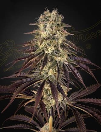 Kong\'s Krush > Green House Seed Company | Semillas feminizadas  |  Índica