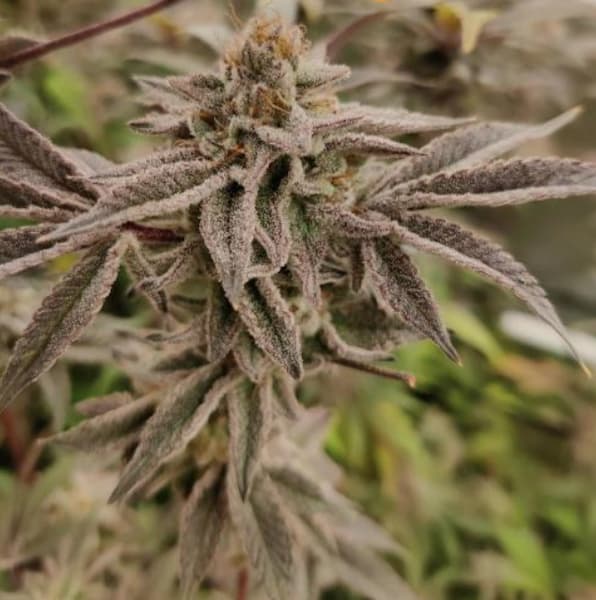 Korenji x Runtz Seed > Ripper Seeds | Feminized Cannabis   |  Hybrid