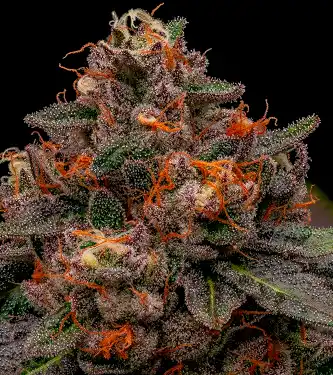 Korenji > Ripper Seeds | Feminized Marijuana   |  Indica