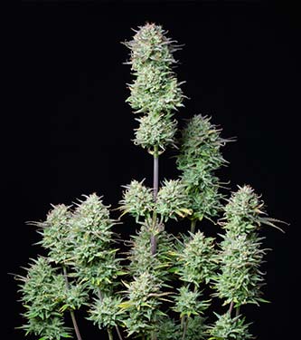 Kosher Cake Auto > Fast Buds Company | Semillas autoflorecientes  |  Híbrido