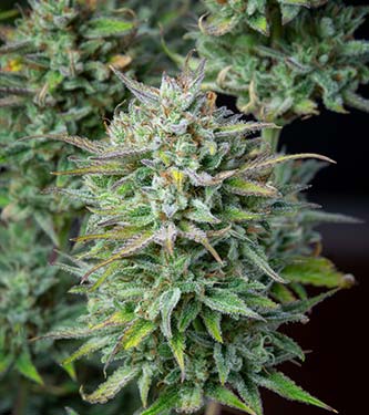 Kosher Cake Auto > Fast Buds Company | Autoflowering Cannabis   |  Hybrid