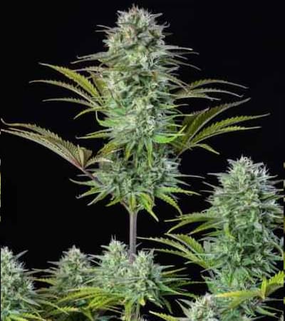 Kosher Cake Auto > Fast Buds Company | Autoflowering Cannabis   |  Hybrid