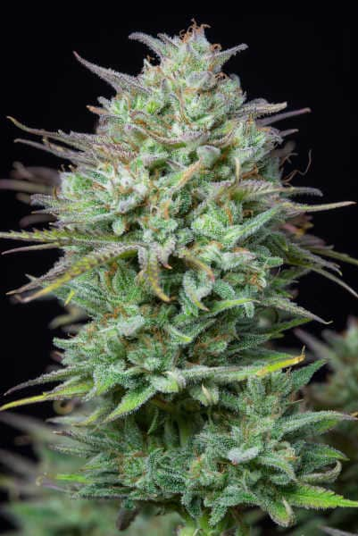 Kosher Cake Auto > Fast Buds Company | Autoflowering Cannabis   |  Hybrid