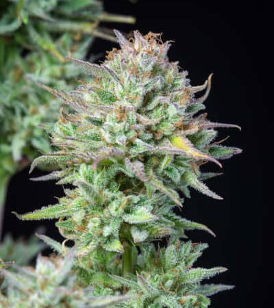 Kosher Cake Auto > Fast Buds Company | Graines Autofloraison  |  Hybride