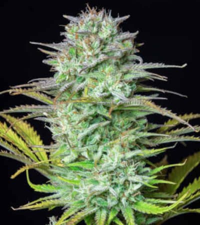 Kosher Cake Auto > Fast Buds Company | Autoflowering Cannabis   |  Hybrid