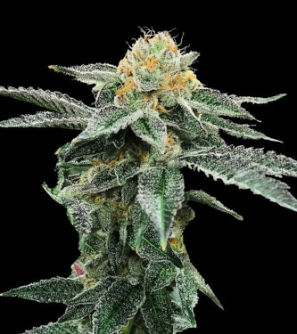 Kosher Cookies > DNA Genetics | Feminisierte Hanfsamen  |  Indica