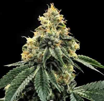 Kosher Dawg Seed > DNA Genetics | Feminized Marijuana   |  Indica