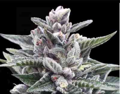 Kosher Sorbet Samen > DNA Genetics | Feminisierte Hanfsamen  |  Indica