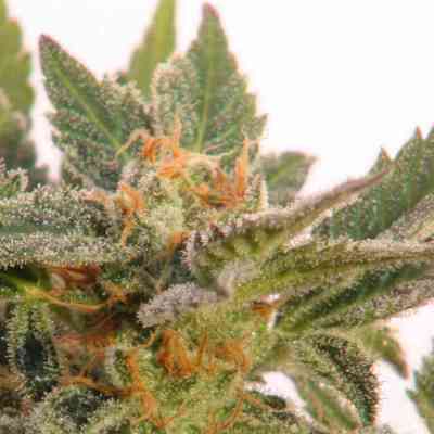 Kritic Auto > Kannabia Seeds | Autoflowering Cannabis   |  Indica