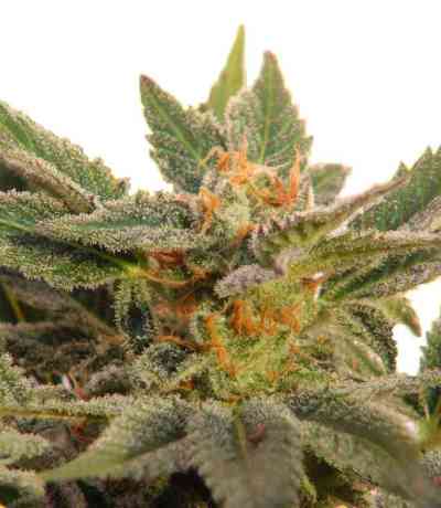 Kritic Auto > Kannabia Seeds | Autoflowering Cannabis   |  Indica