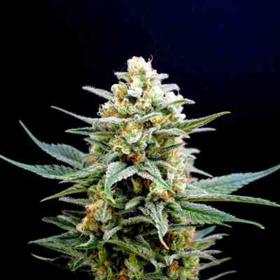 Kritikal-K > Kannabia Seeds | Feminized Marijuana   |  Indica